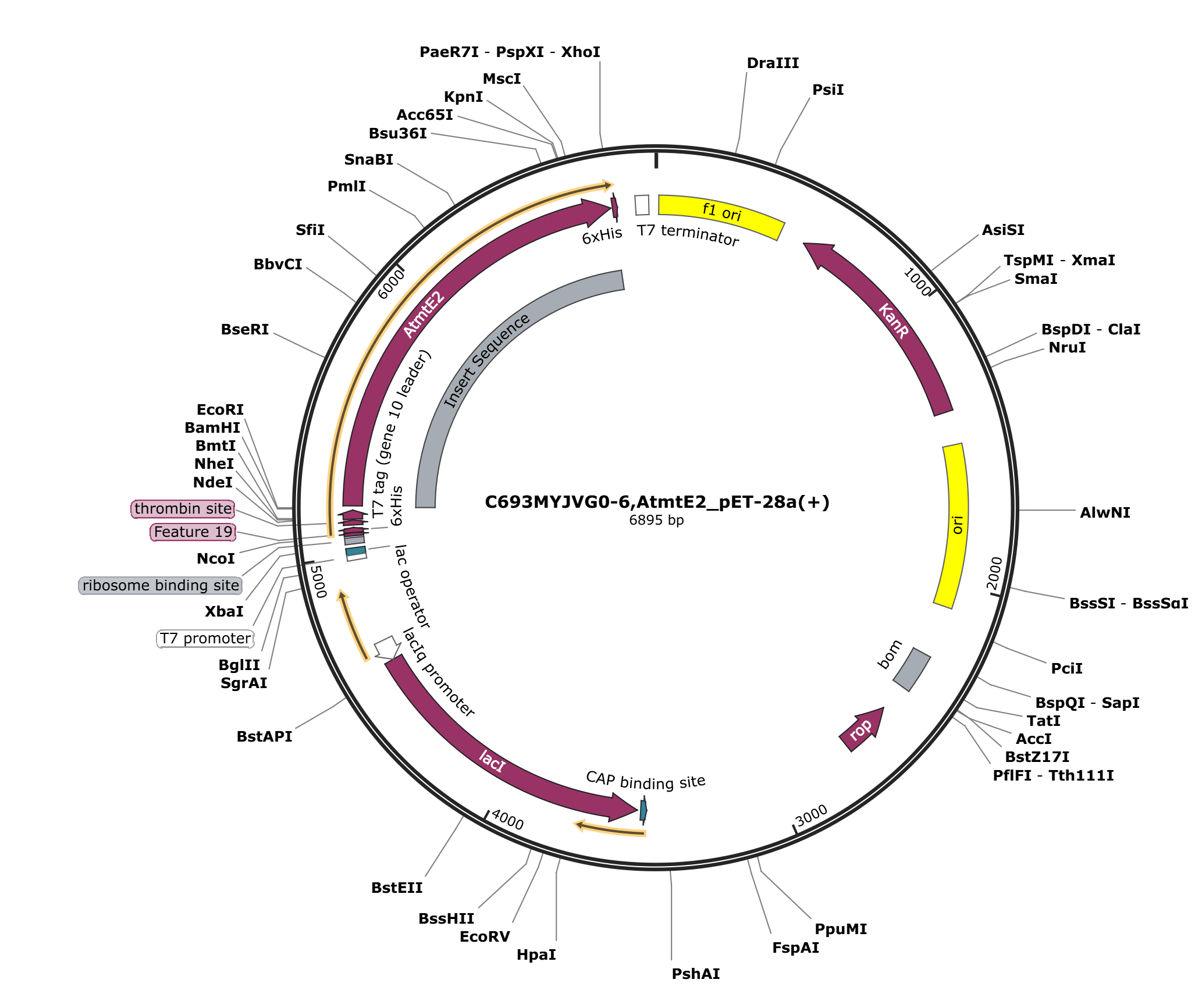 pWY113 pET28a_AtmtE2载体图谱.png